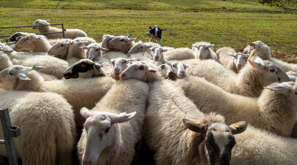 Shepherd dog driving a flock of sheep together