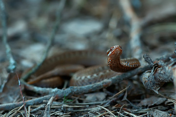poisonous dangerous snake, viper in the wild, Russia swamp