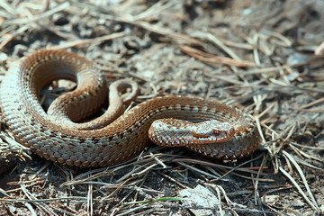 poisonous dangerous snake, viper in the wild, Russia swamp