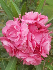 Beautiful pink color Nerium Oleander