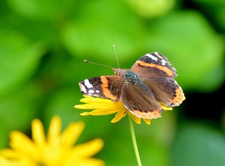 butterfly on a beautiful flower in a garden