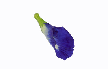 Blue butterfly pea flower with clipping mask