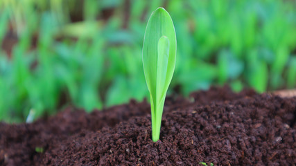 1 week corn seedling
