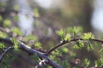 spring larch branch 