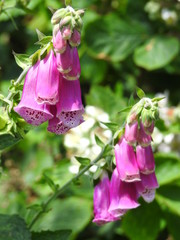 Pink bells flowers in close-up © Rafal
