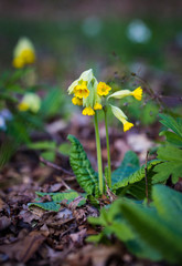 Sweden. Primrose flowers in spring forest