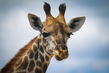 portrait of a giraffe