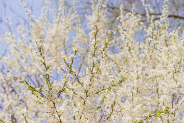 blooming cherry tree in spring. flowering spring tree