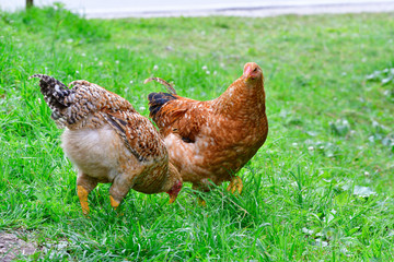 Freilaufende Hühner auf einer Wiese	