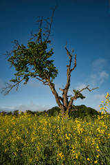 Das blühende Rapsfeld