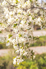 spring in the park. flowering spring tree