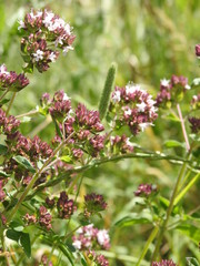 Burgundy white wild flowers