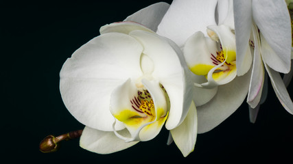 Beautiful orchid with white flowers.