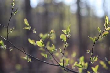 spring in the forest