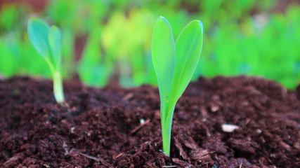 1 week corn seedling