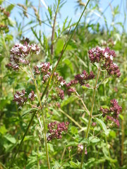 Burgundy white wild flowers