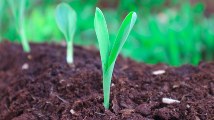 1 week corn seedling