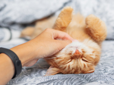Woman strokes cute ginger cat sleeping belly up. Fluffy pet has a nap in bed. Cozy morning bedtime.