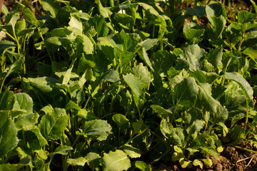 cabbage in the greenhouse a lot