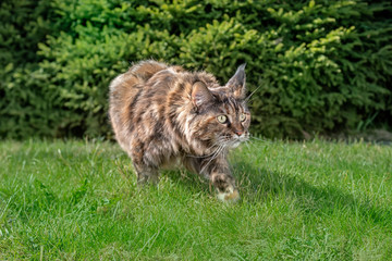Maine Coon cat hunts. Portrait stealthy cat prowling on the grass in the sunny garden. Front view, green coniferous background