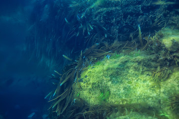 coral reef underwater landscape, lagoon in the warm sea, view under water ecosystem