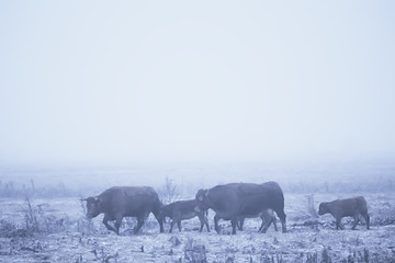 cows in winter in a snow field, animals on a farm in winter season