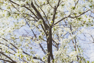 blooming cherry tree in spring. flowering spring tree