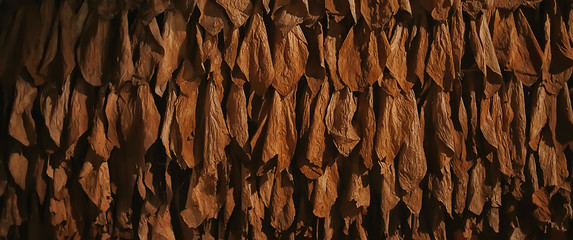 background texture tobacco leaves dry, yellow leaves for smoking, production of cigars, tobacco...