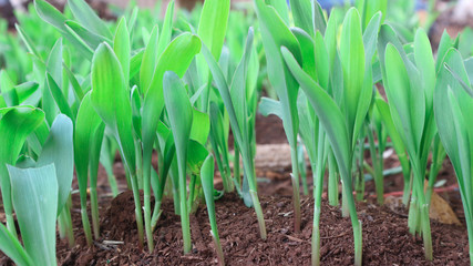 1 week corn seedling