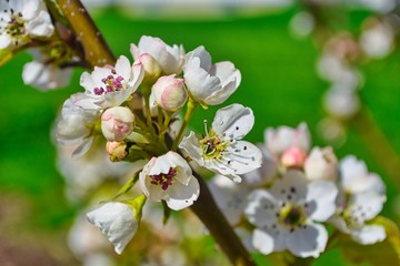 Pear tree blossom