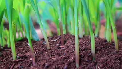 1 week corn seedling