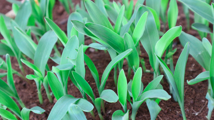 1 week corn seedling
