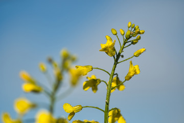 Die Blüte von dem Raps