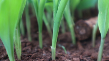 1 week corn seedling