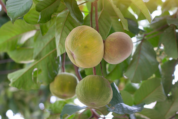 Ripe Santol or Sentul fruit (Sandoricum koetjape) on tree with sunlight on blur nature background. 