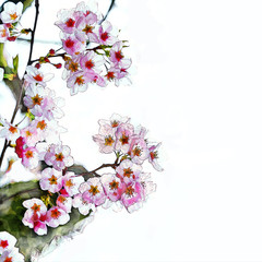Digital Sketch and water colour painting of Japanese cherry Blossom (Sakura tree) spring season or hanabi season in japan