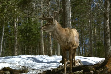 Mangifique cerf rouge dans un parc privé du Québec, Canada