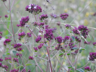 Burgundy field flowers