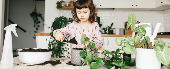 Adorable child girl is planting a houseplant in pot at home.