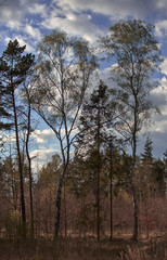 Obraz premium trees in the forest