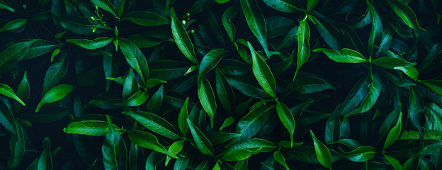 Exotic colorful flowers on a dark tropical leaf background, nature, tropical foliage in Asia