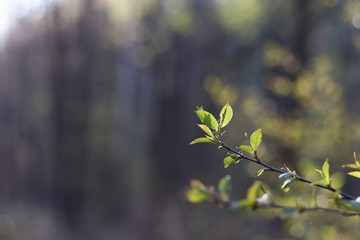 spring in the forest