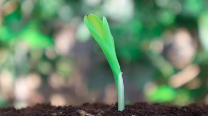 1 week corn seedling