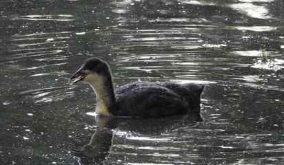 The aqueous bird flows pond © Rafal