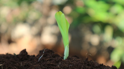 1 week corn seedling