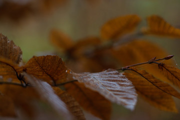 Dew / leaf / fog / autumn