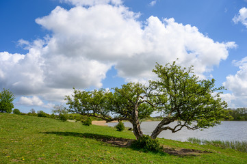 Durch Wind verformter Baum in einem Naturschutzgebiet