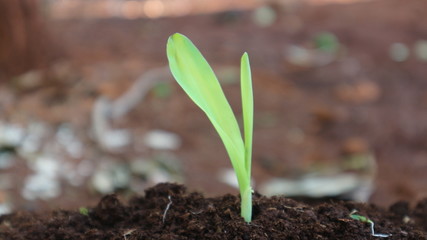 1 week corn seedling