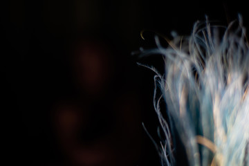 dark background / blue / blue / feathers / leaves / twigs / decor