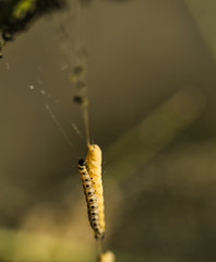 Die Raupe von der Gespinstmotte